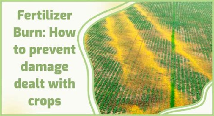 What happens if you give a plant too much fertilizer?