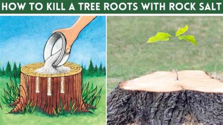 What happens if you kill the roots of a tree?