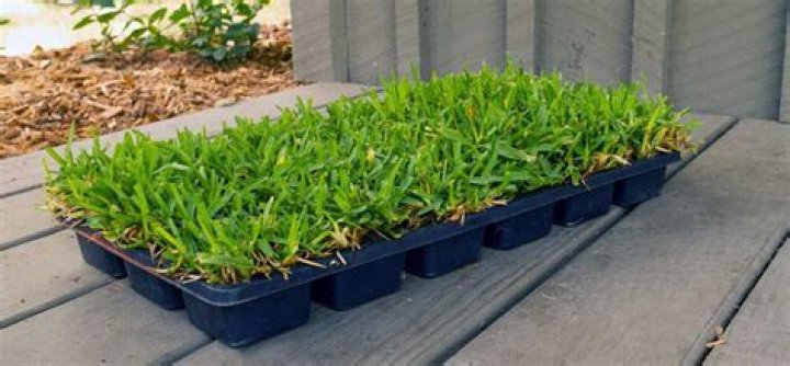 What happens if you let grass grow?