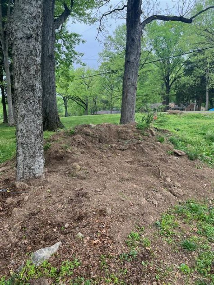 What happens if you pile dirt around tree trunk?