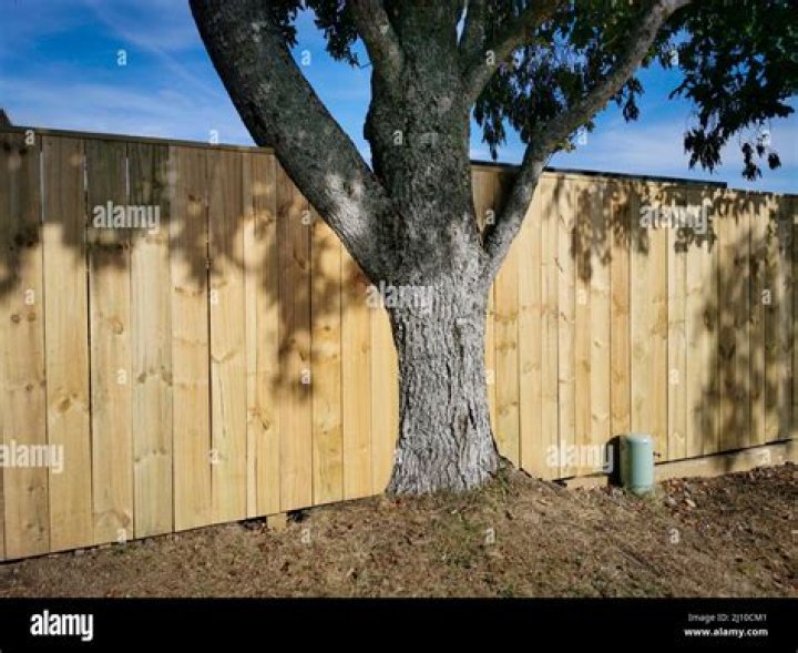 What happens if you put a fence around a tree?