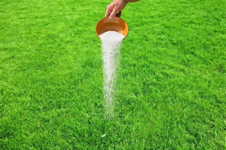 What happens if you put salt on grass?