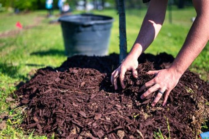 What happens if you put wood mulch on lawn?