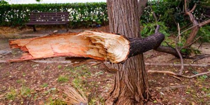 What happens if you remove a large branch from a tree?