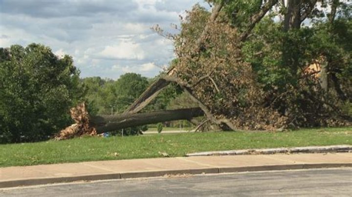 What happens to a tree after a lightning strike?