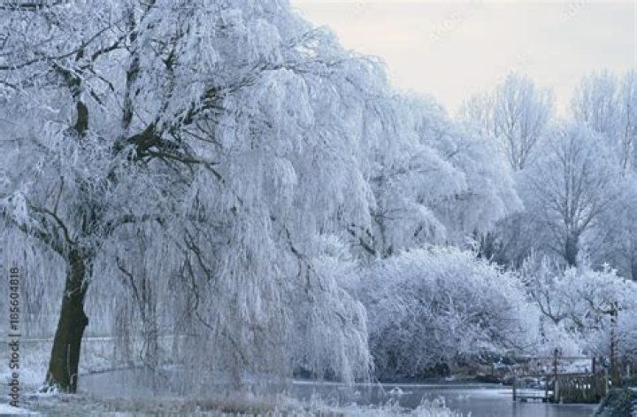 What happens to a willow tree in the winter?
