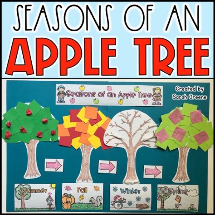 What happens to the leaves of an apple tree?