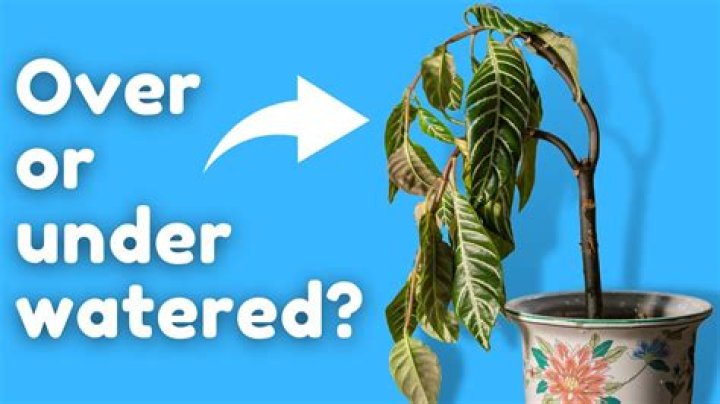 What happens when plants get watered?