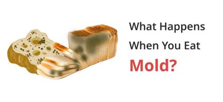 What happens when you eat moldy cheese?