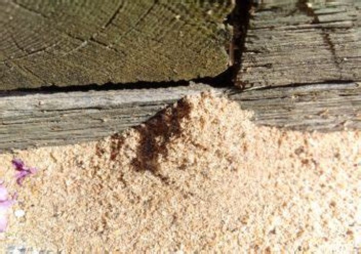 What insect leaves piles of sawdust?