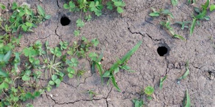 What insect makes small holes in the ground?