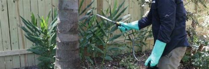 What insecticide kills tree borers?