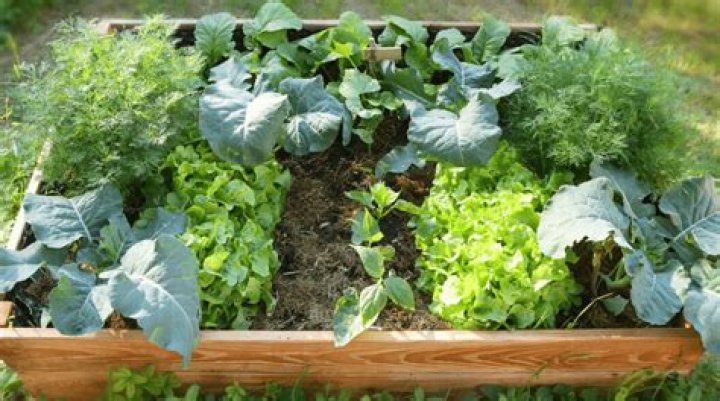 What is a good starter vegetable garden?