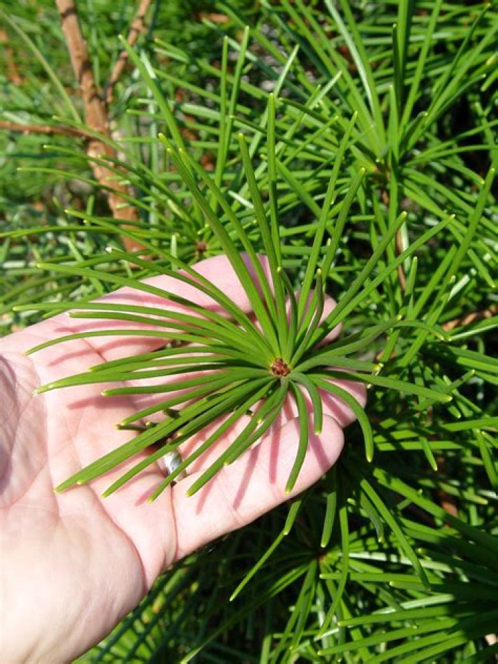 What is a needled evergreen?