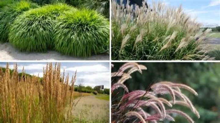 What is a pile of grass called?