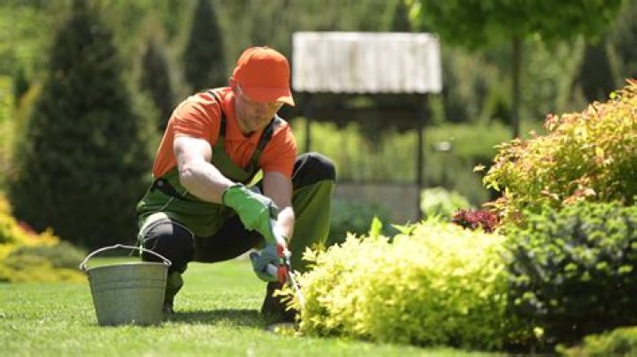 What is a professional gardener?