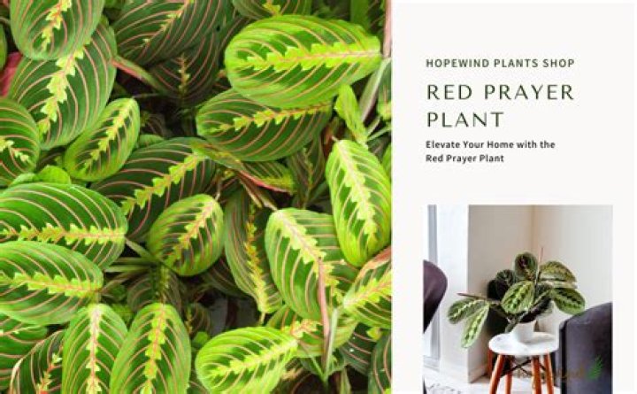 What is a red Trinity plant?