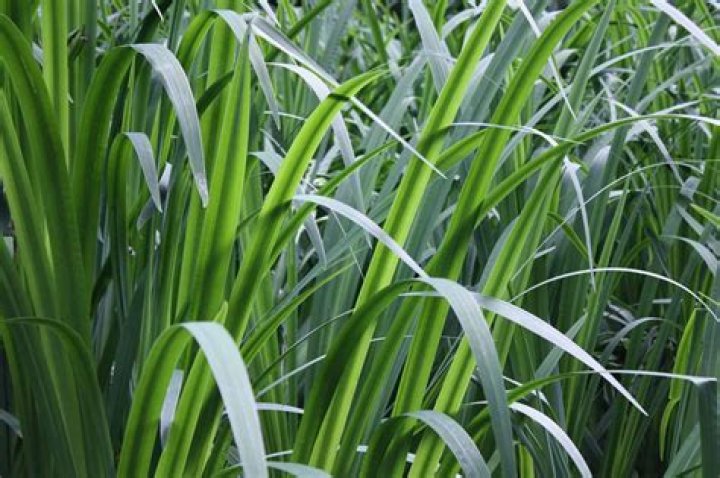 What is a small bunch of grass called?