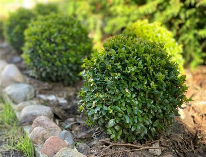 What is a small shrub called?