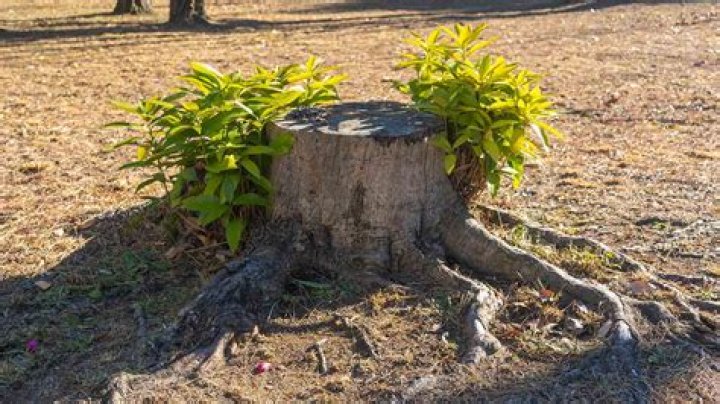 What is a small tree stump called?