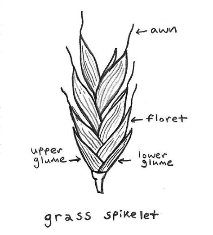 What is a stretch of grass called?