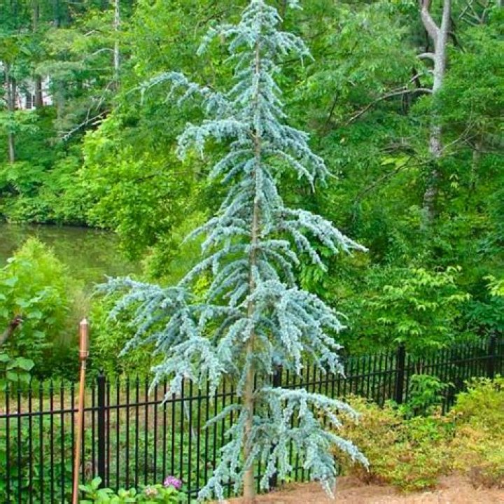 What is a tall evergreen tree?