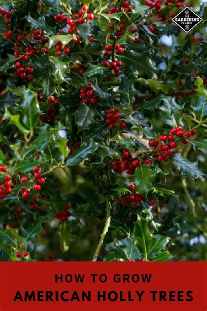 What is an American holly tree?
