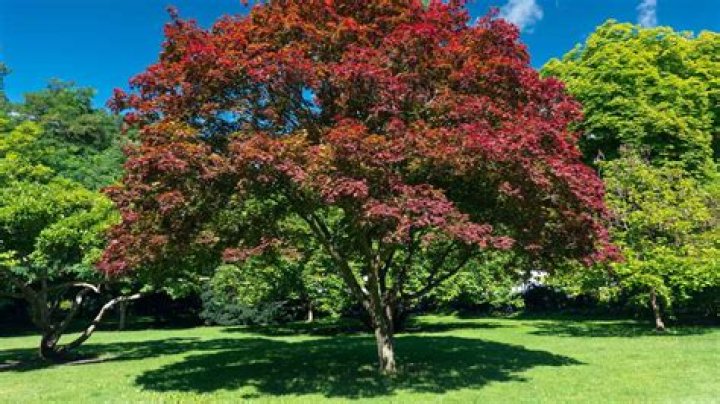 What is an elm tree look like?