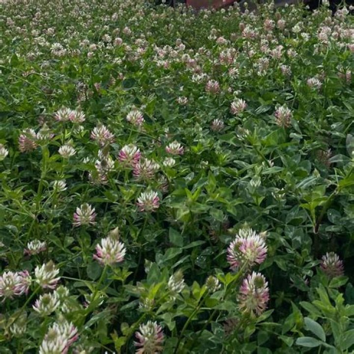 What is Arrowleaf clover used for?