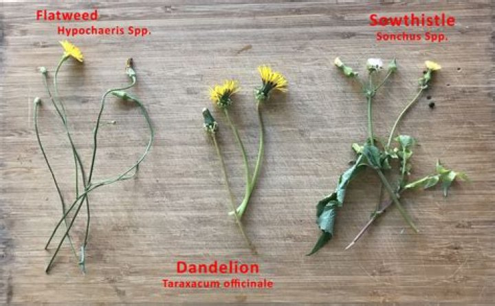 What is Baccharis groundsel?