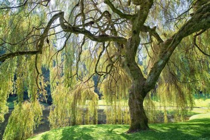What is bad about willow trees?