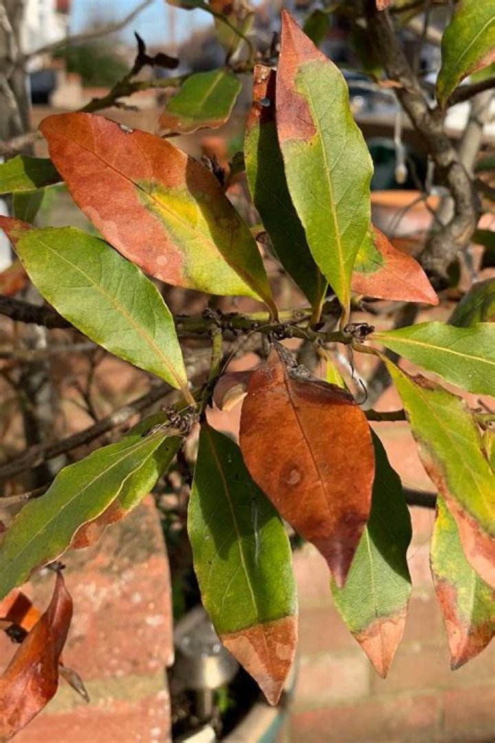 What is causing my bay leaves to curl?