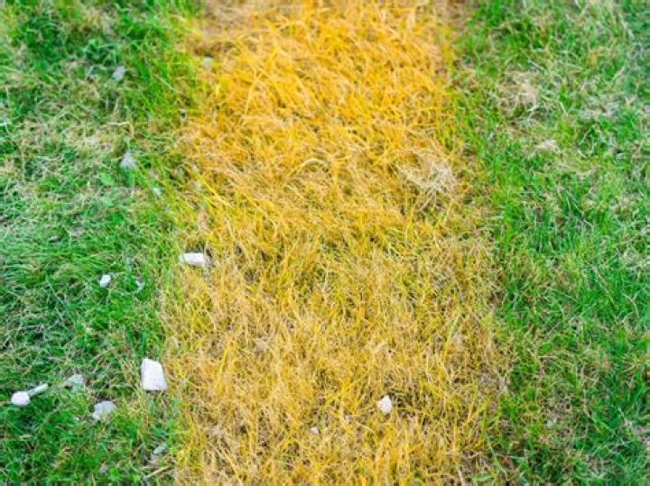 What is causing yellow patches on my lawn?