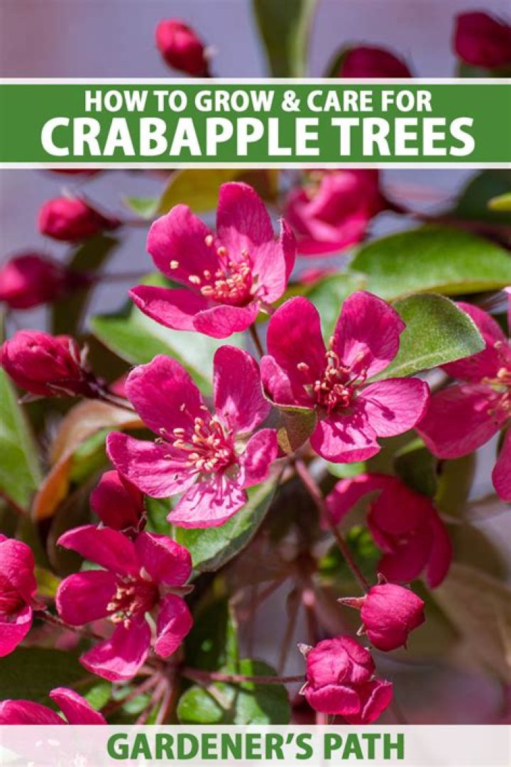 What is crabapple scab?