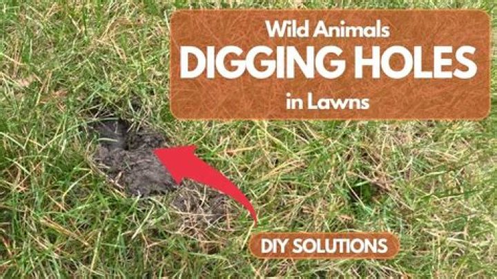 What is digging small holes around my foundation?