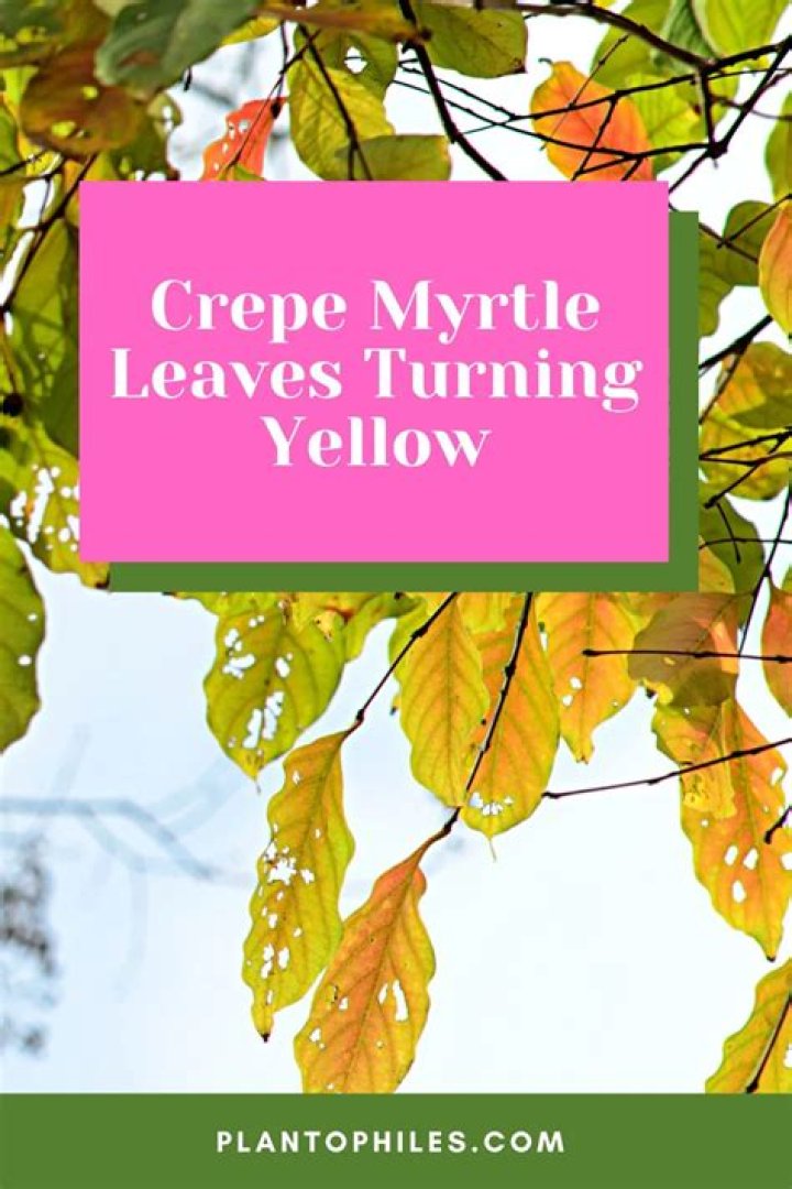 What is dripping from my crepe myrtle?