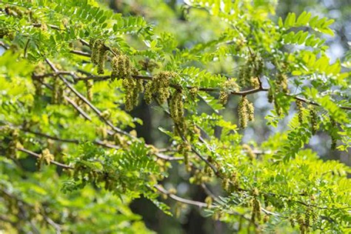 What is eating my honey locust tree?