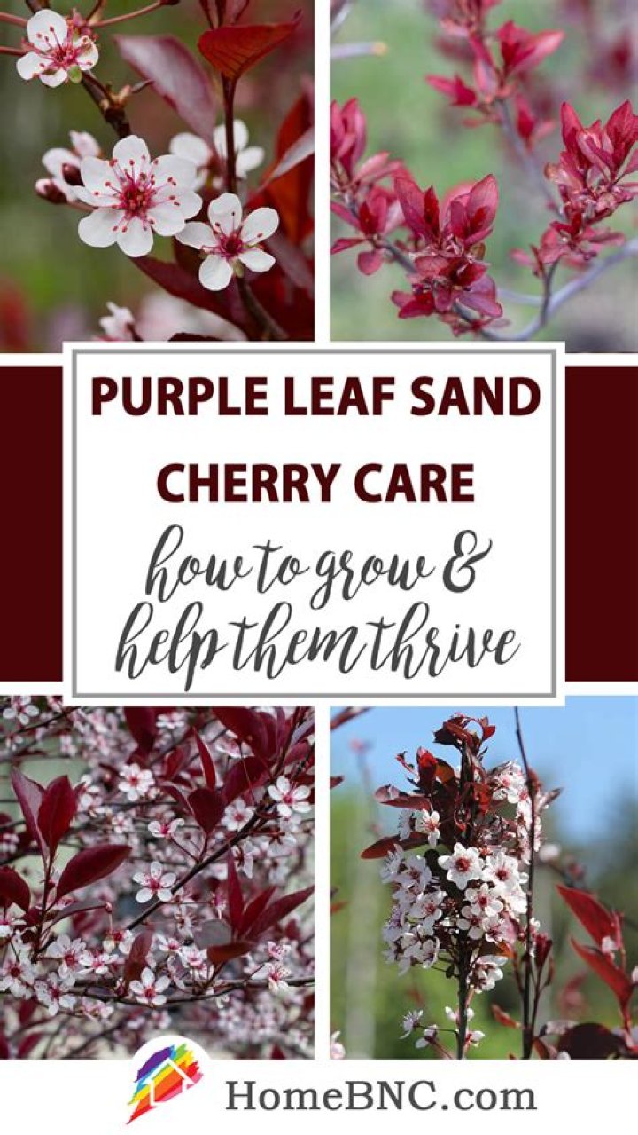 What is eating my purple leaf sand cherry?