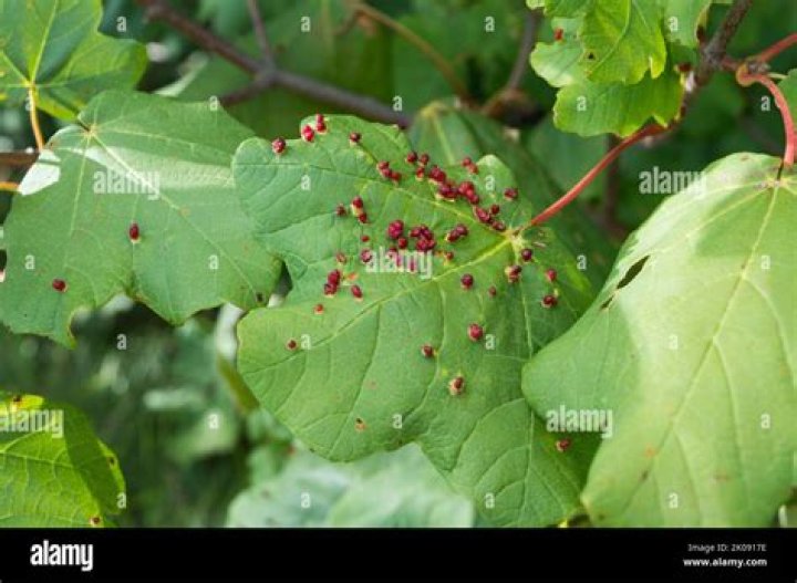 What is eating my red maple leaves?