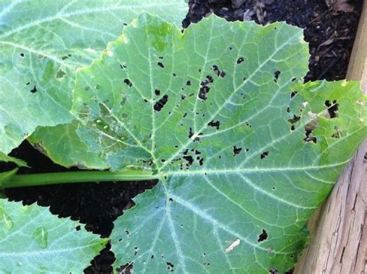 What is eating my zucchini leaves?