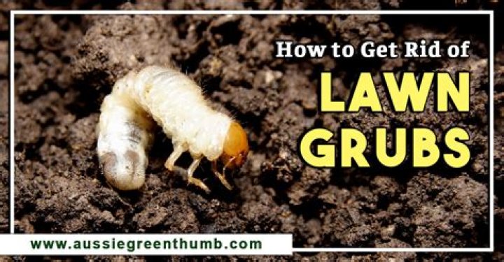 What is eating the grubs in my lawn?