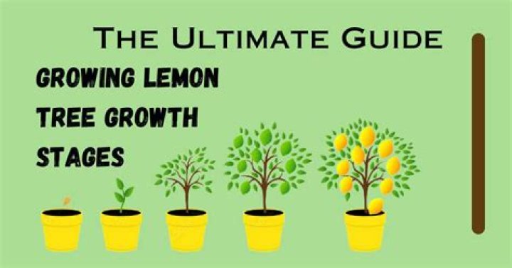 What is eating the new growth on my lemon tree?