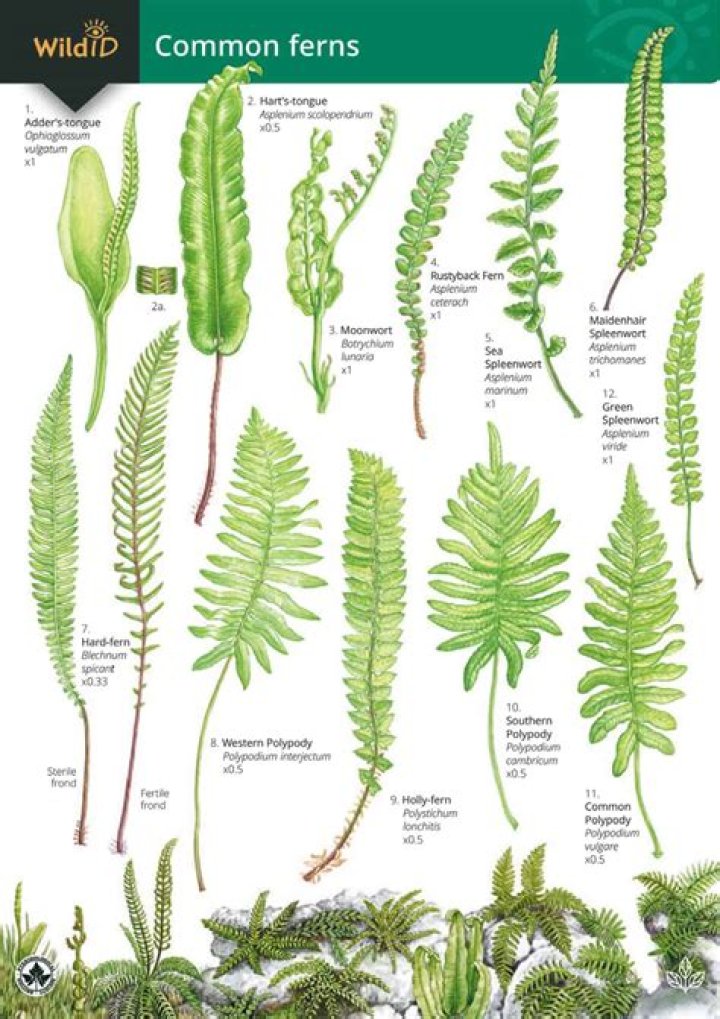 What is Fern used for?