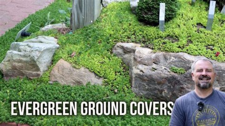 What is grass ground cover?