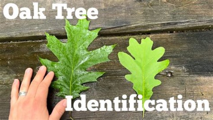 What is growing on my oak tree leaves?