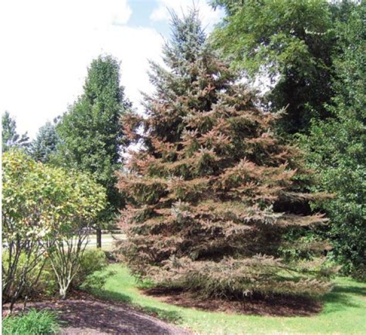 What is killing blue spruce trees in Indiana?