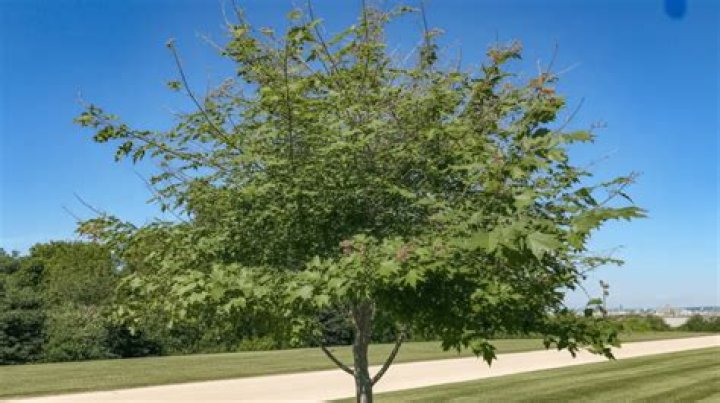 What is killing hackberry trees?