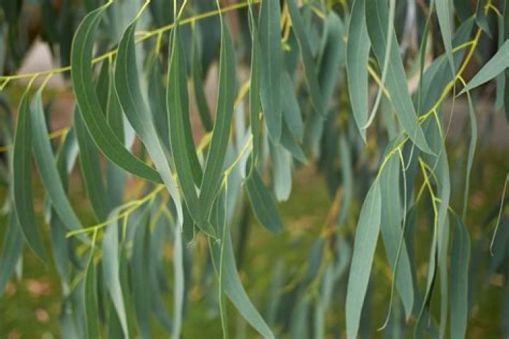 What is killing my eucalyptus trees?