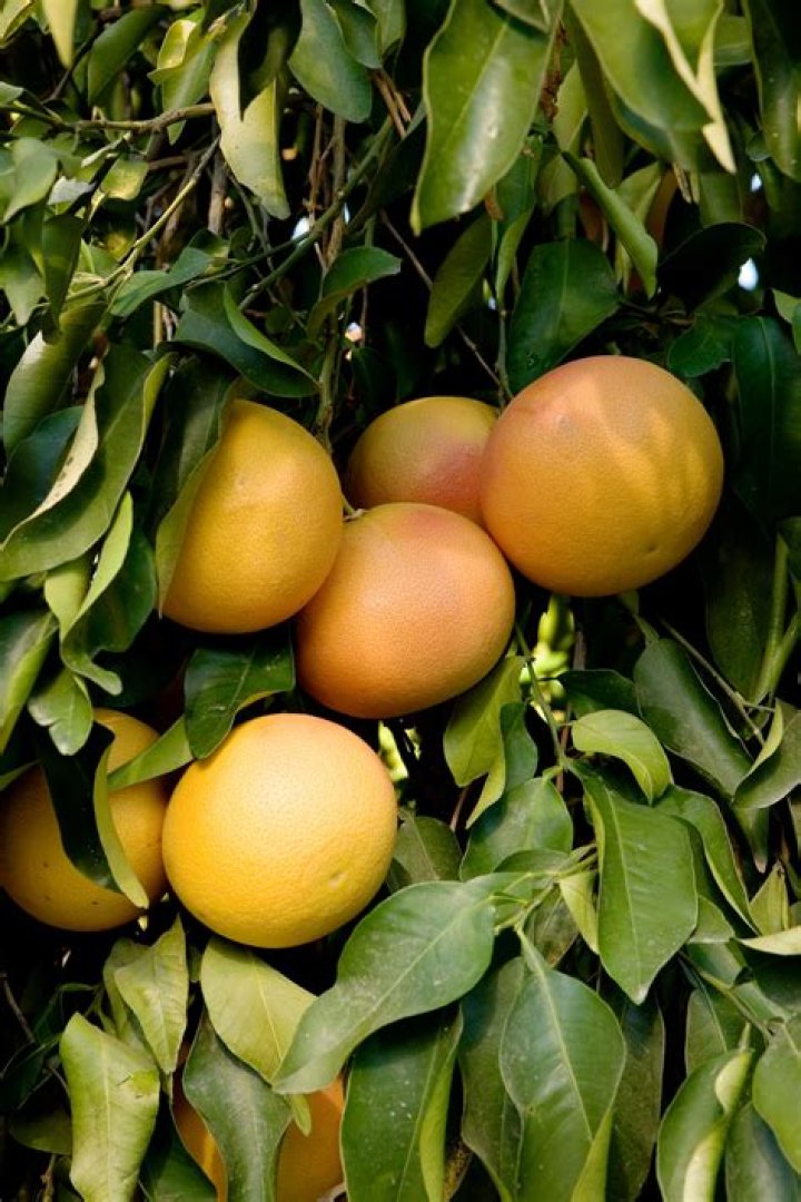 What is killing my grapefruit tree?