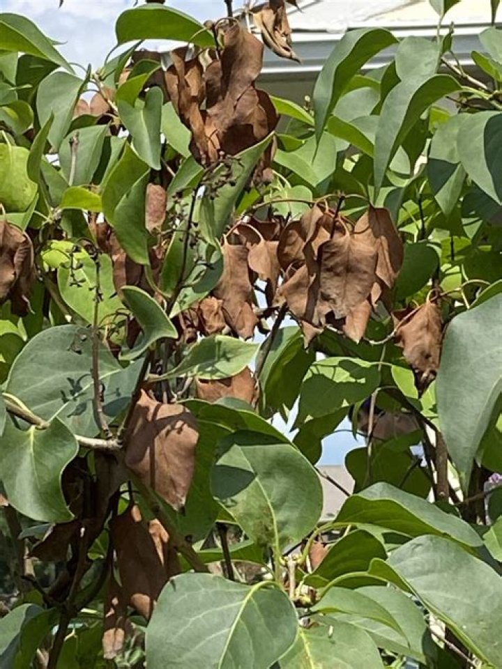 What is killing my linden tree?